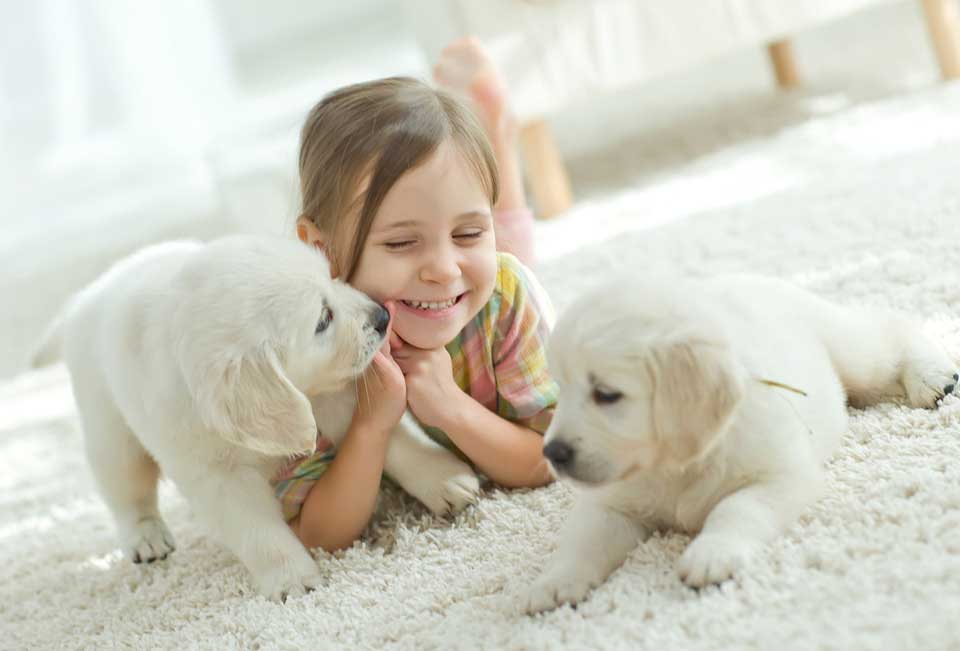 pet-friendly-cleaner-escambia