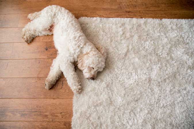 pet-friendly-rug-cleaner