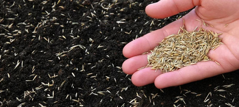 seeding-and-new-lawns